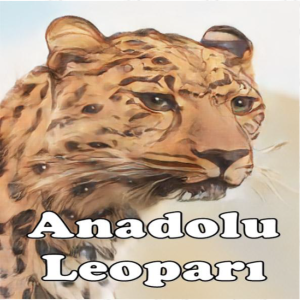 Anadolu Leoparı