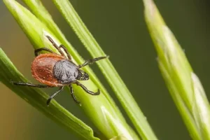 Doğa Yürüyüşlerinde Kenelerden Korunma Yöntemleri
